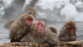 Japanska snöapor har fått sin första alfahona