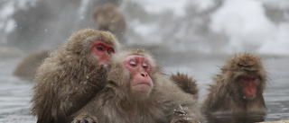 Japanska snöapor har fått sin första alfahona