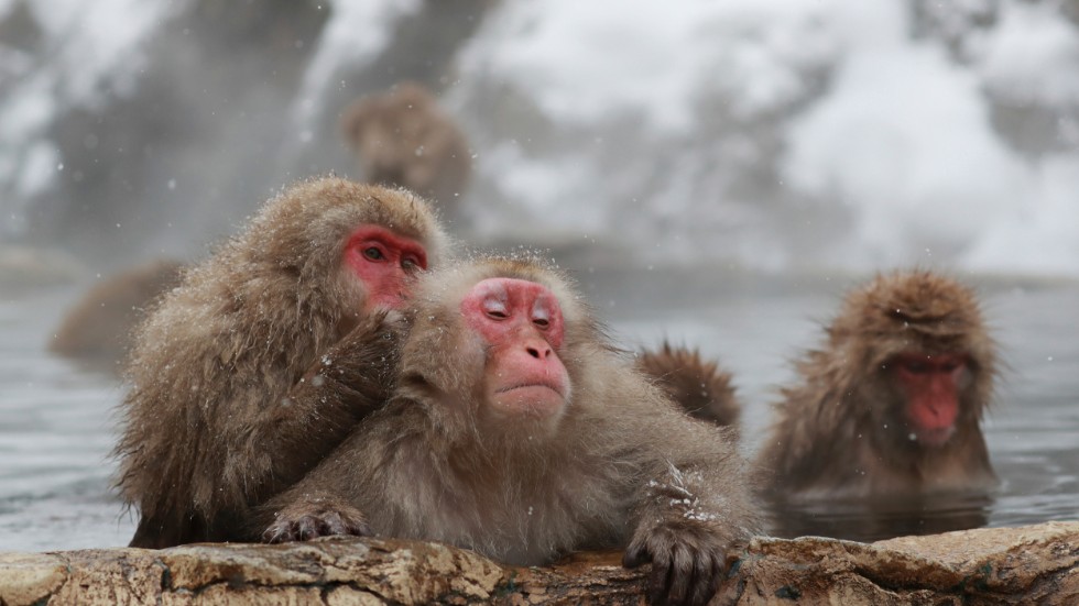 Vilda japanska makaker tar ett dopp i en het källa i Jigokudani Yaen-Koen i prefekturen Nagano 2019.