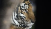 Tiger dödade anställd på djurpark