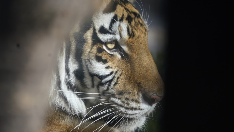 En tiger på en annan djurpark. Arkivbild.