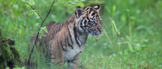 Hotad tiger född på Parken Zoo