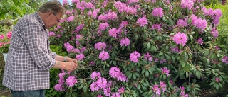 Rhododendron i Anderslund: "Kan vara landets största"