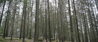 "Skelettgranar" stänger stigar i naturreservat