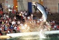 Delfinfin sommar i djurparken