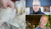Slängs svensk ull i onödan? • Ny organisation vill förändra branschen – med två gotlänningar i styrelsen  