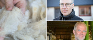 Slängs svensk ull i onödan? • Ny organisation vill förändra branschen – med två gotlänningar i styrelsen  
