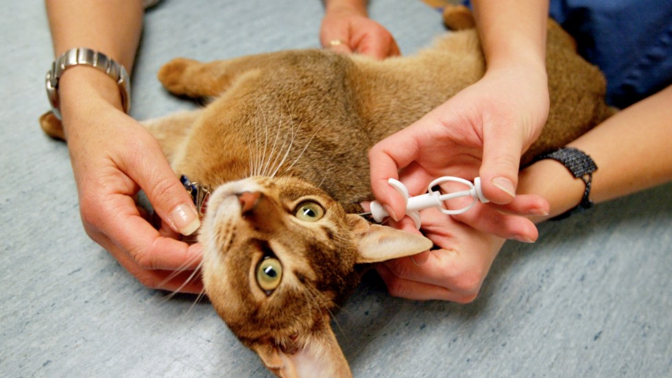 Mindre än fyra månader kvar innan lagen om märkning av katter träder i kraft och hög tid att boka tid hos veterinären, tycker insändarskribenten.