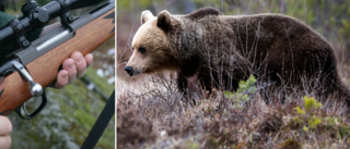 Jägare sköt ihjäl björn – uppges ha skett i nöd: ”Björnen ska ha kommit emot honom” • Förundersökning om grovt jaktbrott har inletts