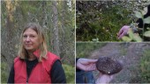 Trots torra sommaren – bra år för ”gula guldet” i skogar utanför Skellefteå • Svampexpertens tips för den som ska ut och leta: ”Då kan man bli dålig”