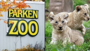 Rödlistade lejonungar avlivades på Parken Zoo – kritiseras av djurrättsorganisation: "Borde vara öppna med vad de gör mot djuren"