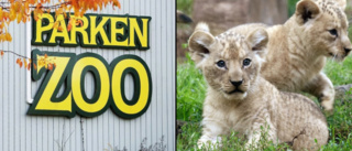 Rödlistade lejonungar avlivades på Parken Zoo – kritiseras av djurrättsorganisation: "Borde vara öppna med vad de gör mot djuren"