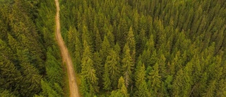 Nordisk skogsvinst i EU