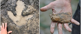 Världsunika fossiler utgrävda – 200 miljoner år gamla dinosaurier på plats i Uppsala: "En sensation"