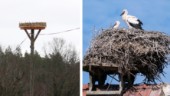 Kommunen satsar offensivt – för att locka hit storken