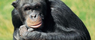 Furuviksschimpansernas framtid ska utredas