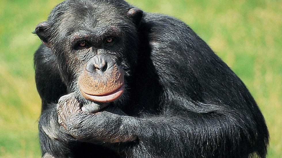 Santino var en av de fyra chimpanser som sköts i samband med rymningen i Furuvik. Arkivbild.