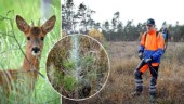 TV+KARTA• Här orsakar rådjur störst skador på skogen • Lennart kämpar för sina tallar – besprutar med fårtalg • ”Tallplantor är rena godiset”