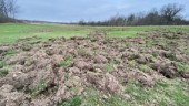 Golfbana förstörd av vildsvin: "Trevligt ställe för grisarna" ✓"Ska jaga svinen så mycket som möjligt" ✓Då brukar de sluta
