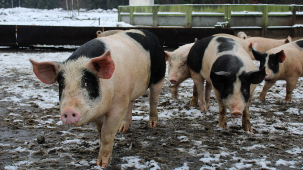 Gårdens grisar bor utomhus, året runt. Men de har en hall att gå in i där de kan mysa i rikligt med halm och de klarar sig fint utomhus i upp till 15 minusgrader.