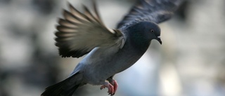 Duvpest i Sörmland – fågelägare varnas
