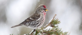 Gråsiskan på sin gren ger en känsla av jul