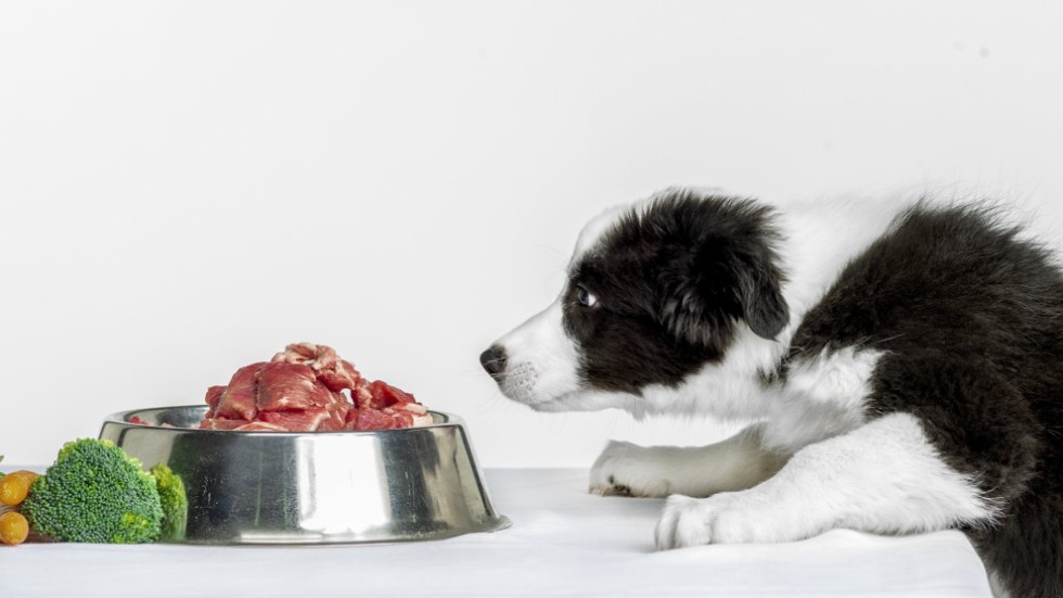 Rått rött kött och rester från matte och husses tallrik kan vara bra för hundmagen. Hunden Nala vid dukat bord.