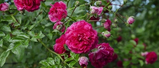 En blomstrande rosenträdgård – en oas bakom apoteket