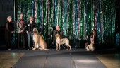 Norrbottens snyggaste hund? I helgen korades vinnaren!