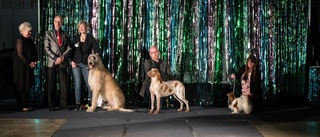 Norrbottens vackraste hund – i helgen korades vinnaren