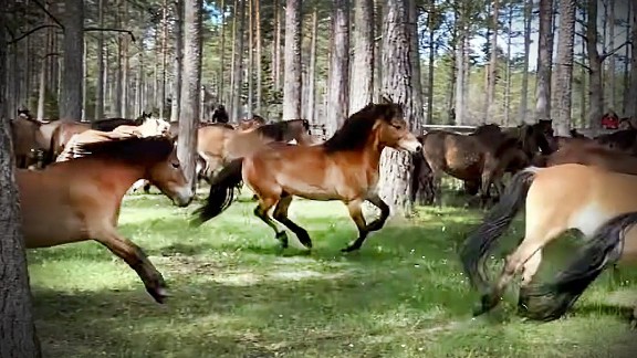 Hingstsläpp på Lojsta hed