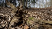 Det behövs mer död ved i Västerbottens skogar