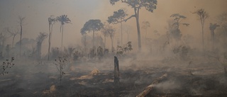 Många bränder i brasilianska Amazonas