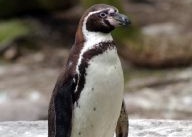Trög start för pingvinfresterskor