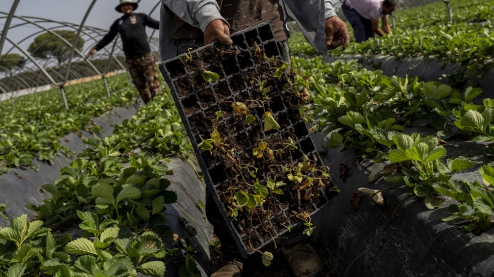Säsongsarbetare skördar jordgubbar. Jordgubbsodlingen är en viktig ekonomisk faktor – och ett hot mot miljön. Arkivbild.