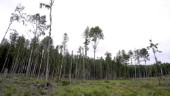 Kritiken: EU:s syn på grenar hotar svensk skog