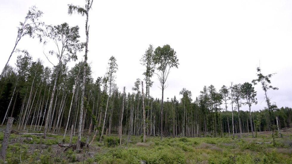 Mer avverkad skog kan bli en följd av EU:s förnybarhetsdirektiv, enligt kritiker. Arkivbild.