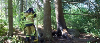 Räddningstjänsten släckte mindre brand i skogsdunge 