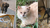 Skräckbilderna: Husdjuren som tvingades leva i misär