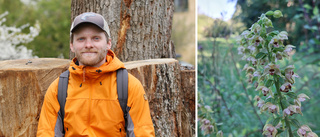 Häftiga fyndet: Sällsynta orkidén växer – mitt i Mjärdevi