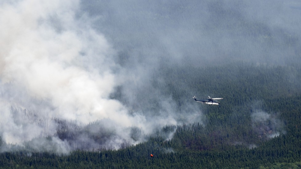 I Kanada har ett område motsvarande Lappland och Norrbotten förstörts av skogsbränder i år. Arkivbild.