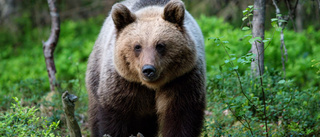 Björnen som fångades på film söder om Gäddvik