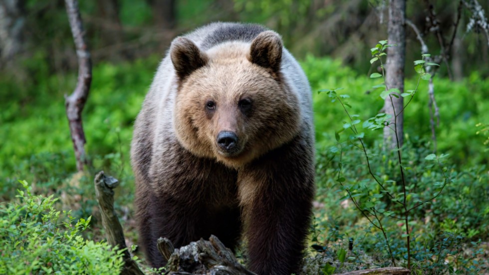 Djuren du inte vill möta i sommar – och de med oförtjänt rykte