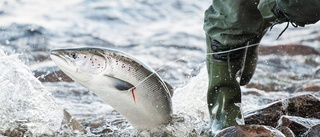 Laxexpert: Tjuvfisket är utbrett och påverkar Norrbottens laxfiske