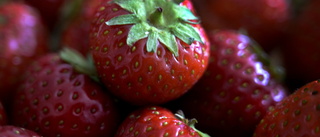 Polisen: Kaos vid jordgubbsförsäljning