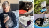 Övergivna katter hittades i skogen – då grep Maria in