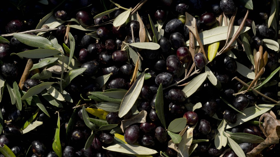Torka i länder vid Medelhavet kan leda till högre priser på olivolja, enligt livsmedelsbolagen Fontana Food och Di Luca. Arkivbild.