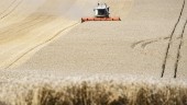 Ekologiskt jordbruk fortsätter att minska