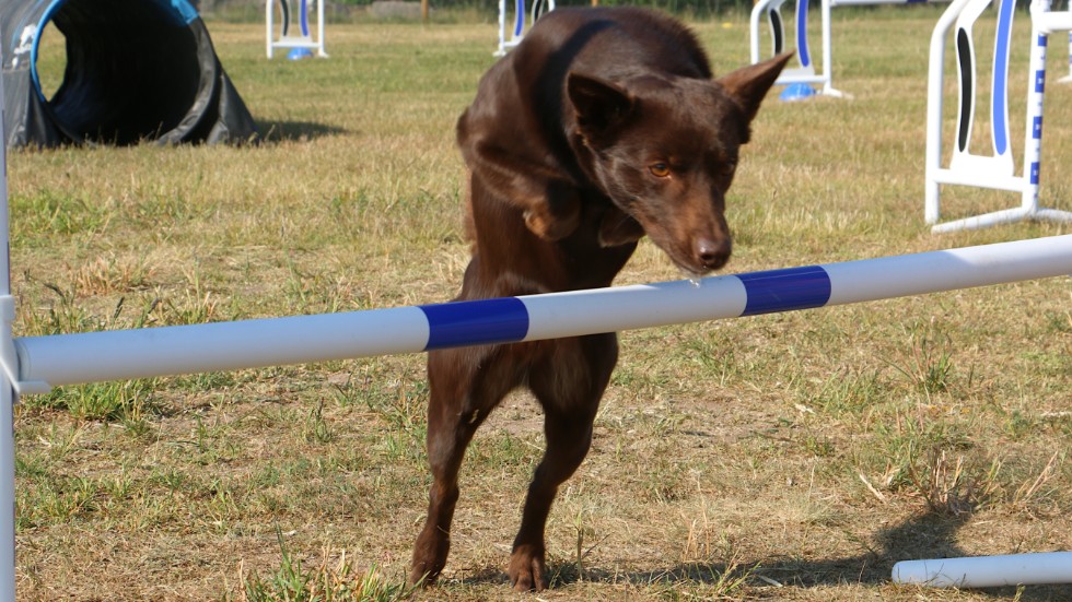 Hundfredsfestivalen blir en av landets största agilitytävlingar. Och Cora är taggad till tusen redan nu.