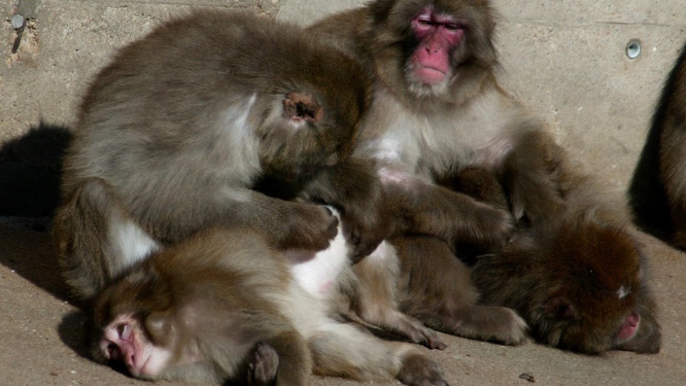 Japanska makaker på zoo i Berlin. Arkivbild.